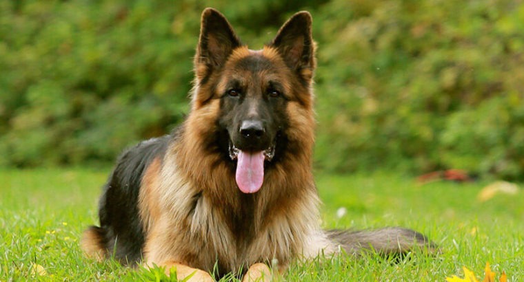 German Shepherd Female